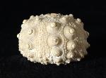 Hemicidaris intermedia (FLEMING 1828) - Bild © FossNet FossilienStore